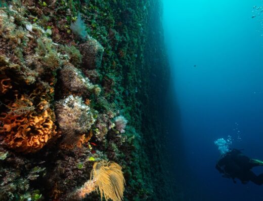 Club Nautique Provençal Recherche Scientifique – CNPRS club de plongée kayak voile