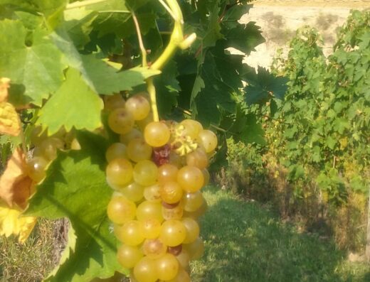 Domaine Dischler André