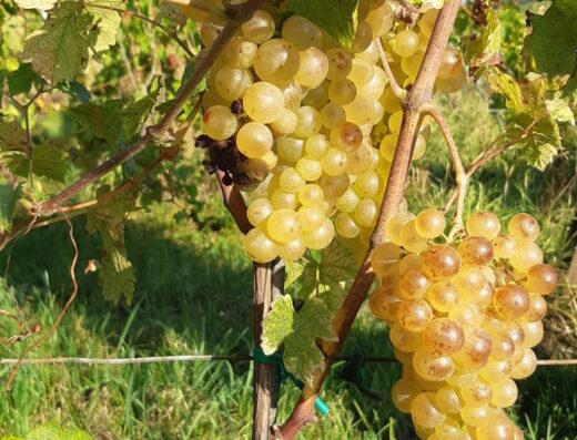 Domaine Dischler André