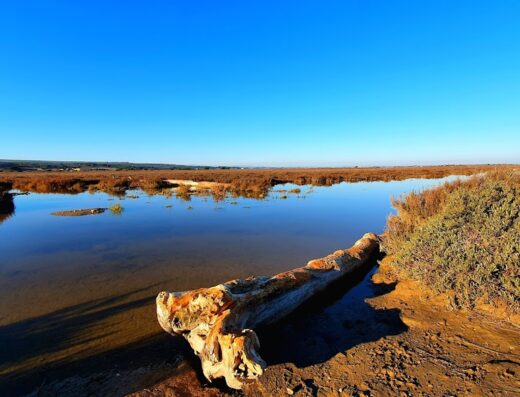 Étang de Pissevaches