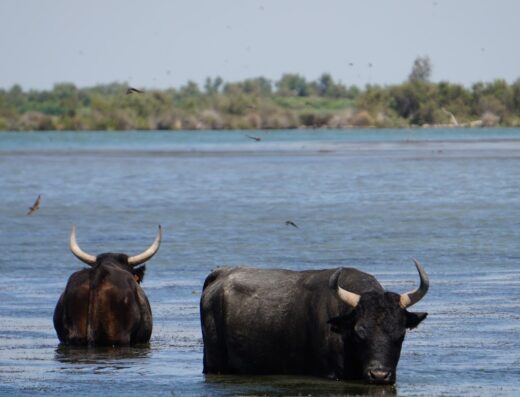Kayak Vert Camargue