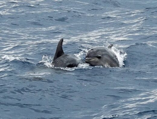 Les Bateaux Agathois