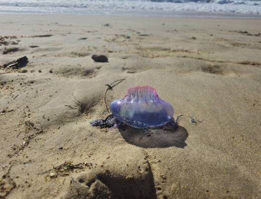 Plage naturiste des casernes
