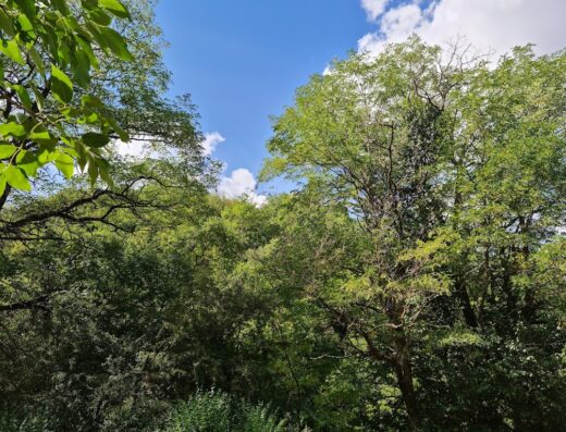 Plan d’eau de la Roque et de st Jean du Bruel