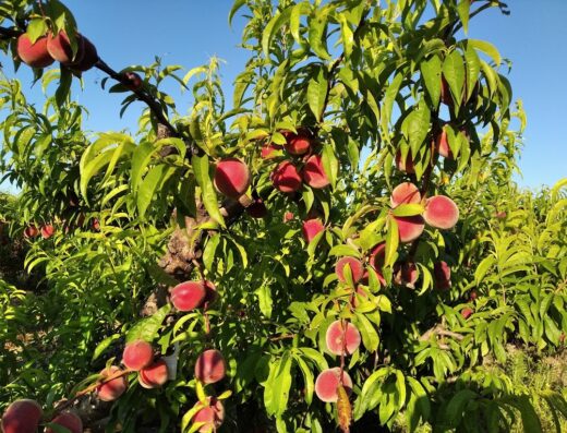 Chez Marc Producteur Fruits et légumes
