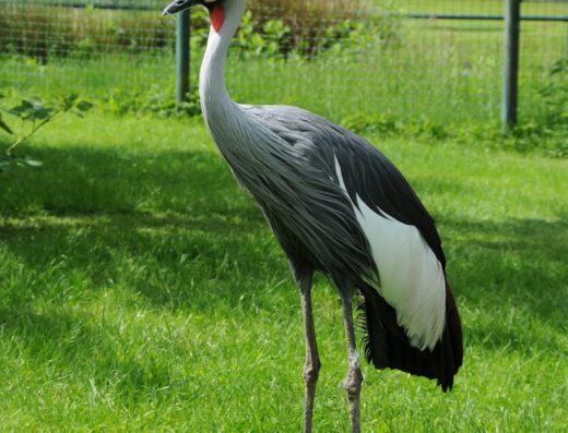 Cigoland Parc d’attractions et de loisirs