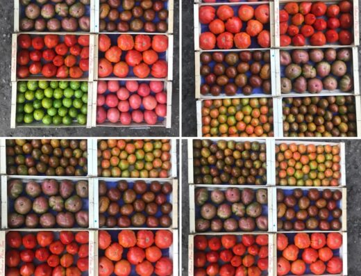 FRED PRODUCTEUR Fruits et légumes