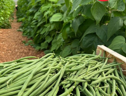 FRED PRODUCTEUR Fruits et légumes