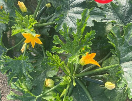 FRED PRODUCTEUR, Producteur Fruits Et Légumes. Vente Directe