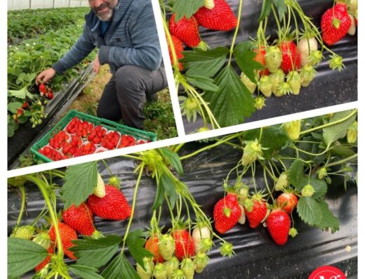 FRED PRODUCTEUR, Producteur Fruits Et Légumes. Vente Directe