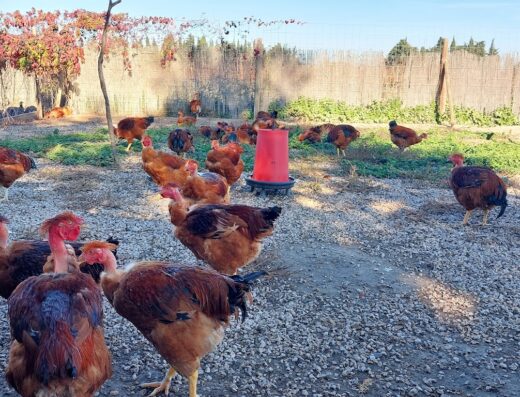 La Basse Cour de la Plaine : Vente directe de produits fermiers