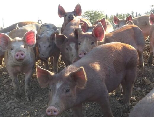 La Ferme Beauregard