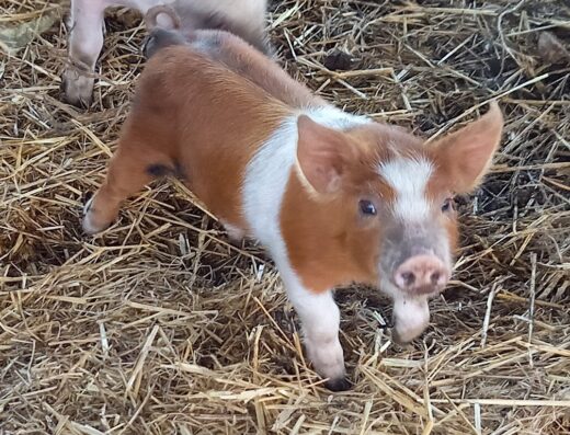 La Ferme Beauregard