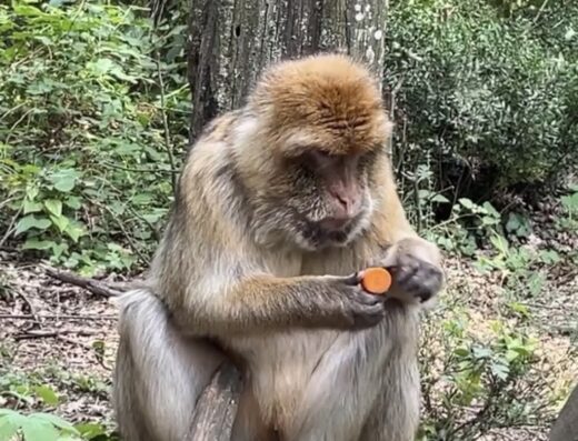 La Vallée Des Singes