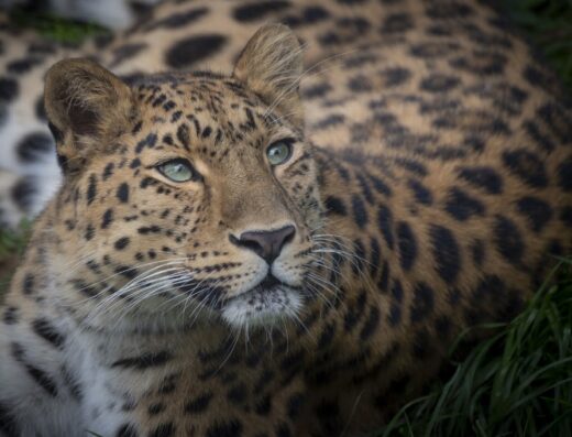 Parc Animalier d’Auvergne