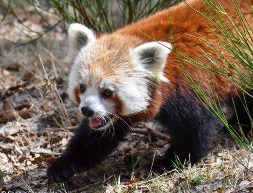 Parc Animalier d’Auvergne
