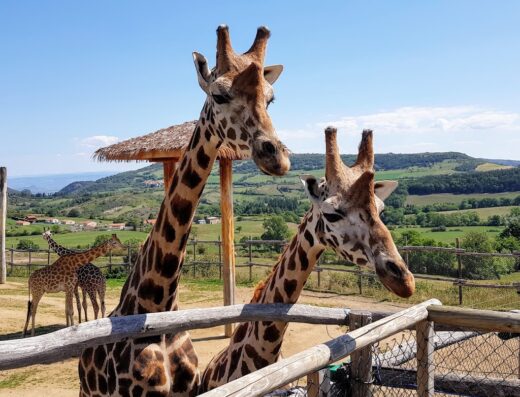 Parc Animalier d’Auvergne