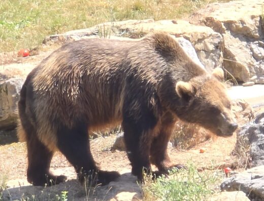 Parc Animalier de Gramat
