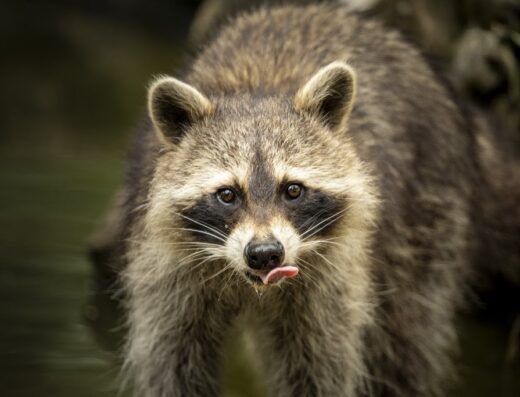 Parc Animalier de Gramat