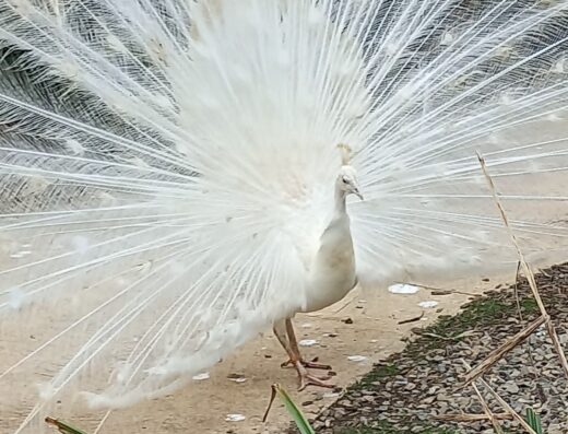 Parc Animalier de Gramat