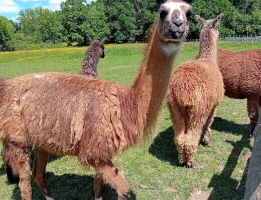 Parc animalier des Clautres