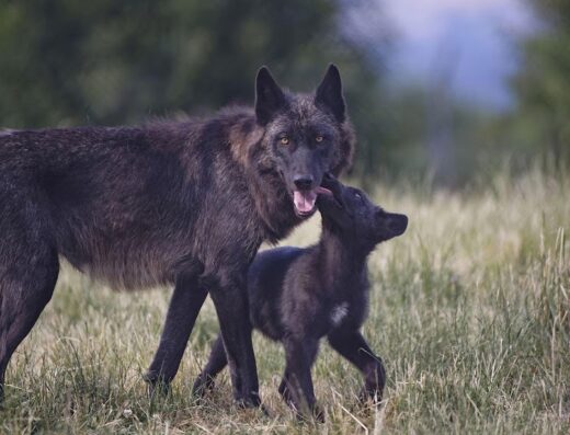 Parc Animalier des Monts de Guéret Les Loups de Chabrières