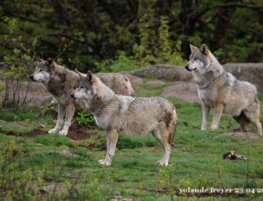 Parc Animalier des Monts de Guéret Les Loups de Chabrières