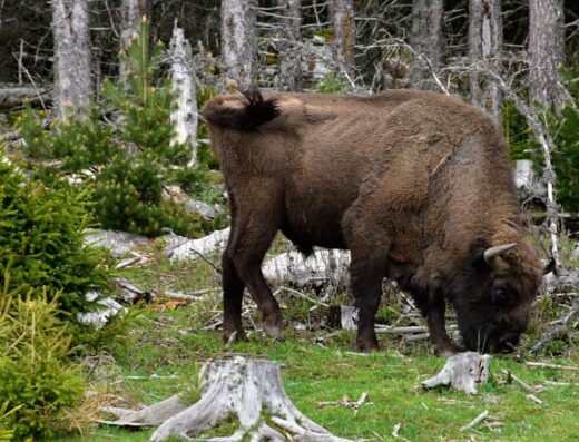 Réserve des Bisons d’Europe de la Margeride