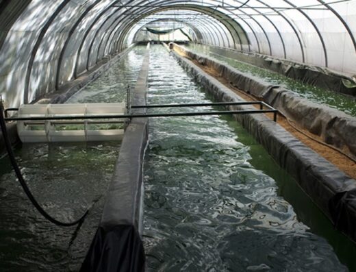 Spiruline du Domaine Algal – Producteur de spiruline bio en France (Gard)