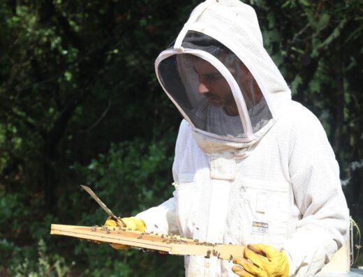 Terres d’Api – Producteur de miel à Lussan (Gard)