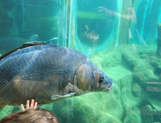 UNIVERLAND Le Bugue : Aquarium Périgord Noir – Big Bird – Labyrinthe Préhistorique – Jungle Golf