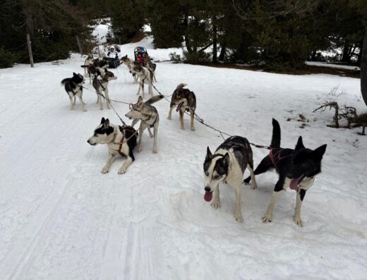 Alaskan Team § Mushing Font-Romeu
